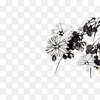 黑白手绘菊花