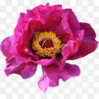 盛开的紫红色玫瑰