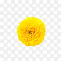 黄色万寿菊