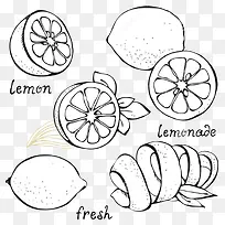 柑橘和柠檬的黑白线描图