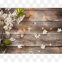 樱桃花与木板背景