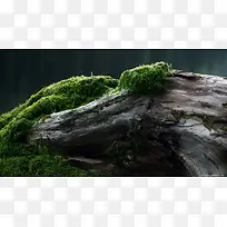 苔藓绿色神秘大树