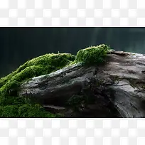 枯树绿色苔藓海报背景