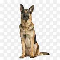 实物一只军犬黑贝