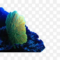 蓝色活力的扇形海底植物免抠