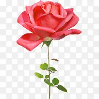 清晰唯美单只红色玫瑰花