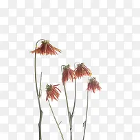 枯萎的花朵