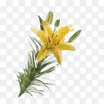 水彩黄色百合花