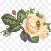 彩绘玫瑰花