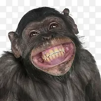 开心微笑的黑猩猩