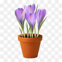 紫色兰花花瓶
