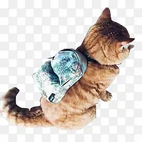 背着书包的小猫