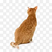 小萌猫坐着的呆萌背影图案