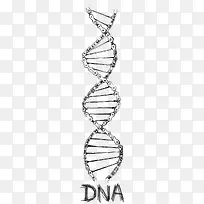 链条DNA