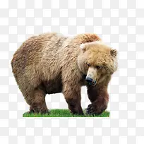 草地上的大胖熊