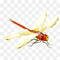 手绘可爱飞翔蜻蜓昆虫