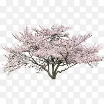免抠樱花树植物