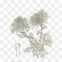 母菊简笔画免费素材