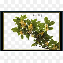 把桂花加以神化