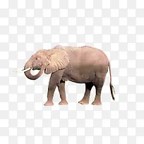 大象侧面行走