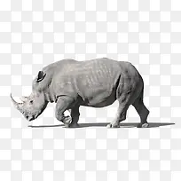 简洁灰色犀牛侧面正在行走的犀牛