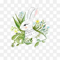 植物和兔子
