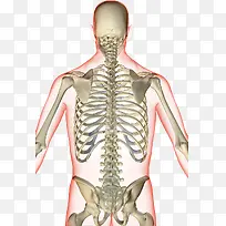 用于医学学习的脊椎图