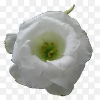 野玫瑰白1图标