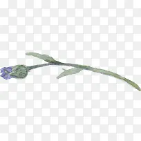 蓝色花苞植物