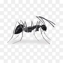 一只蚂蚁的图片