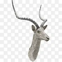 藏羚羊鹿角标本