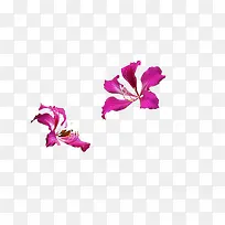 两朵紫荆花图片素材