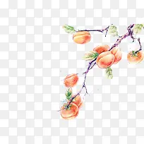 水彩柿子