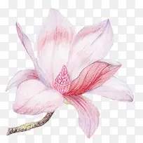 白色带香味粉红色纹理的玉兰花瓣