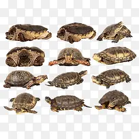 各种角度的乌龟