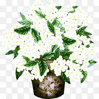 花盆里面的白色鲜花