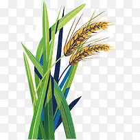 黄色小麦植物卡通插画