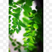 绿色植物草本树叶景深效果摄影