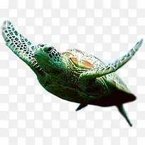 大海海龟