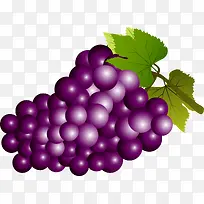 紫色矢量葡萄