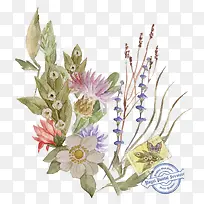手绘明信片植物花卉