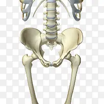 人体盘骨结构图片