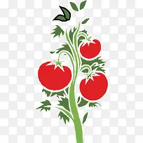 矢量图茁壮生长的番茄树