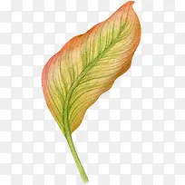 手绘创意植物叶子免抠图