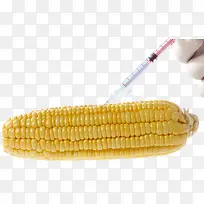 新品种玉米农业科技