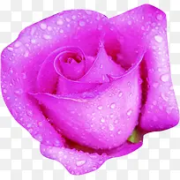 紫色鲜花玫瑰露珠