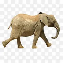 一只行走的大象