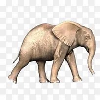 行走中的大象透明