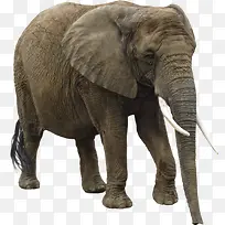 行走的大象