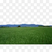 山下稻田